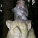 monkey_macaque_balinese_mf_ubud_v_0880_bal4593.jpg